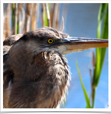 Great Blue Heron - Posing Water